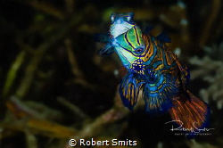 Did you know that Mandarin fish mate just after sunset an... by Robert Smits 